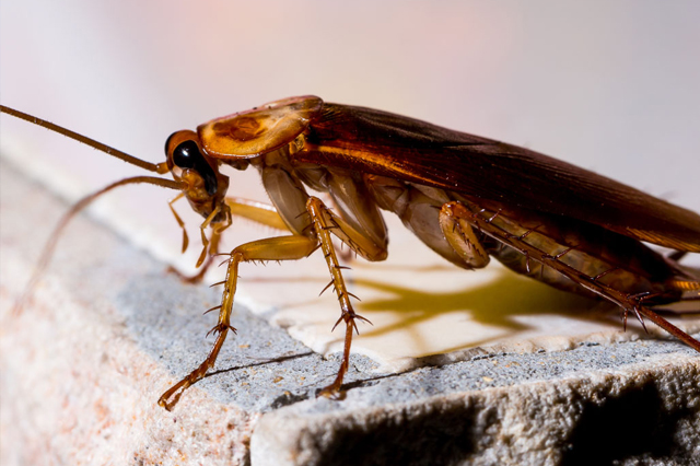 Cockroach Control Belapur