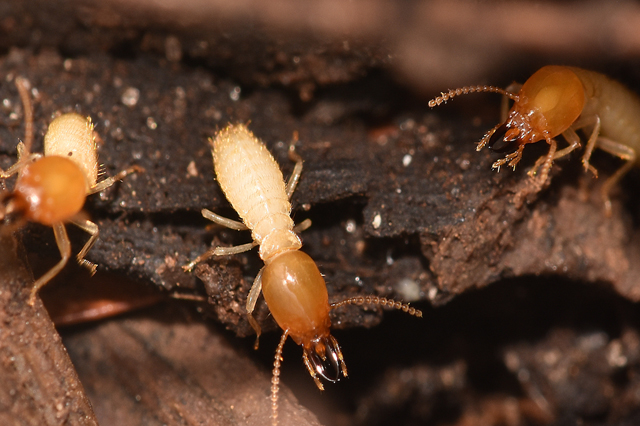 Termite Control Belapur